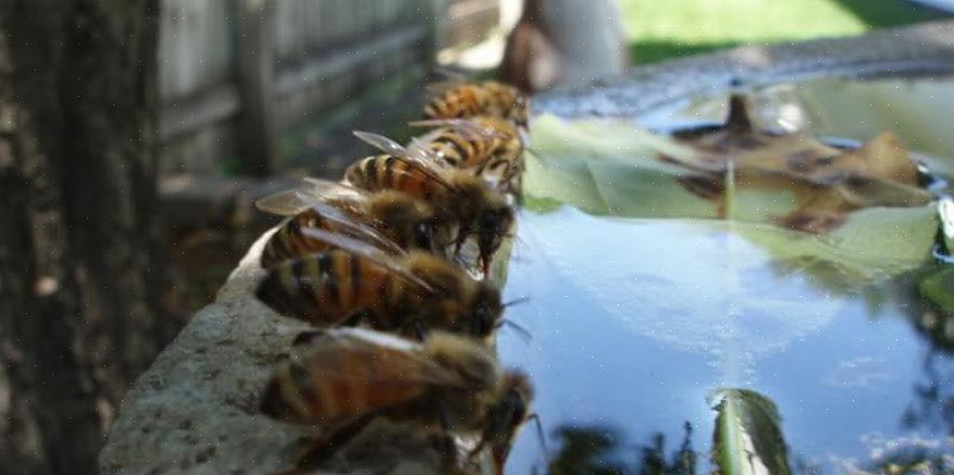 בעולם אידיאלי היית משאיר לדבורים הרבה דבש ולא תצטרך להאכיל את דבורי הדבש שלך