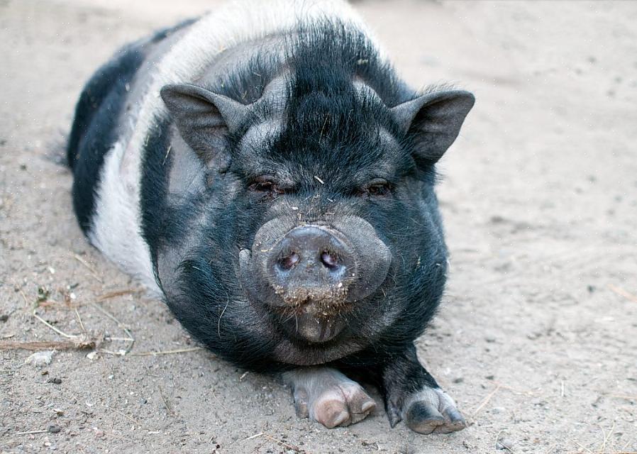 אחת הסיבות השכיחות ביותר לעור יבש אצל חזירים מסורסים היא חוסר לחות בסביבתם
