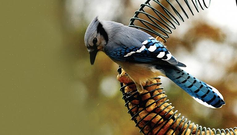 נסה את הטיפים הבאים כדי לפנות למגוון רחב יותר של מיני עופות שאוכלים אגוזים