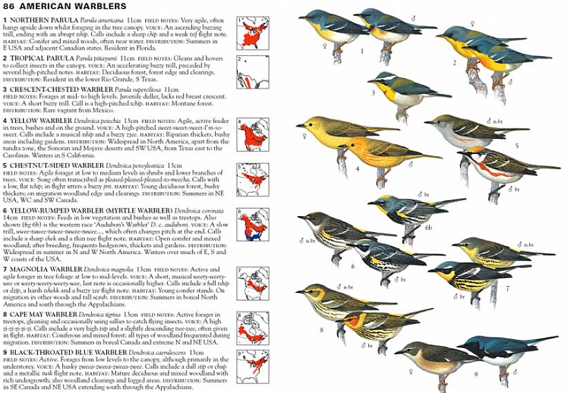 לימוד ציפור באוזן יכול לסייע לצפרים להבחין בין מינים שונים של חרקים