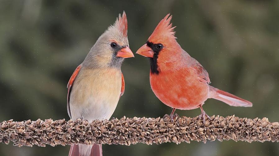 הבנת איברי העיכול השונים של הציפורים ותהליך אכילתם יכולה לסייע לצפרים להיות בקיאים יותר במאכלים הטובים ביותר
