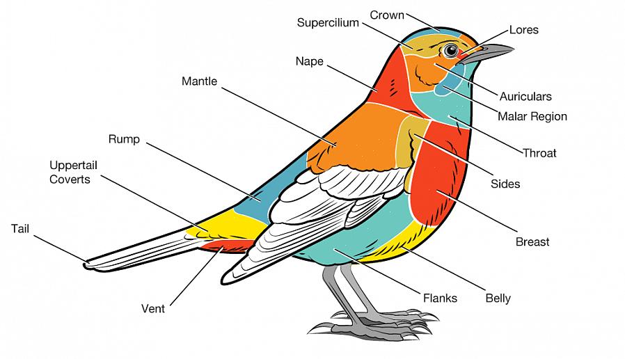ניתן להחזיק את הזנב במיקומים שונים כאשר הציפור מונחת או עפה