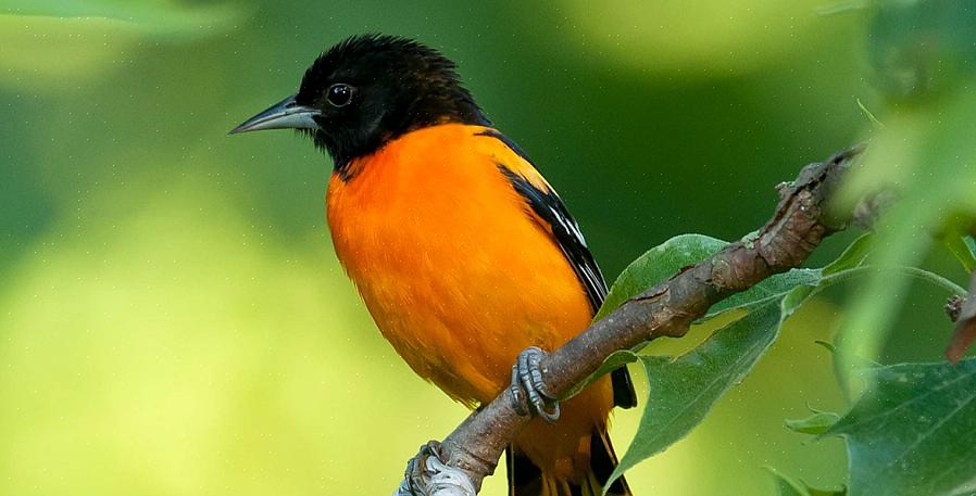 האוריאול של בולטימור הוא ציפור שיר כתומה בצבע מבריק בברכה בחצרות וגנים רבים
