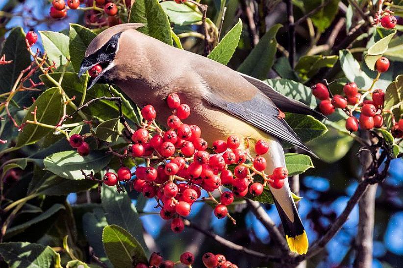 עשרות מיני ציפורים אוכלים פירות ועצי פרי יכולים לספק אוכל כל השנה עם מיץ מתוק