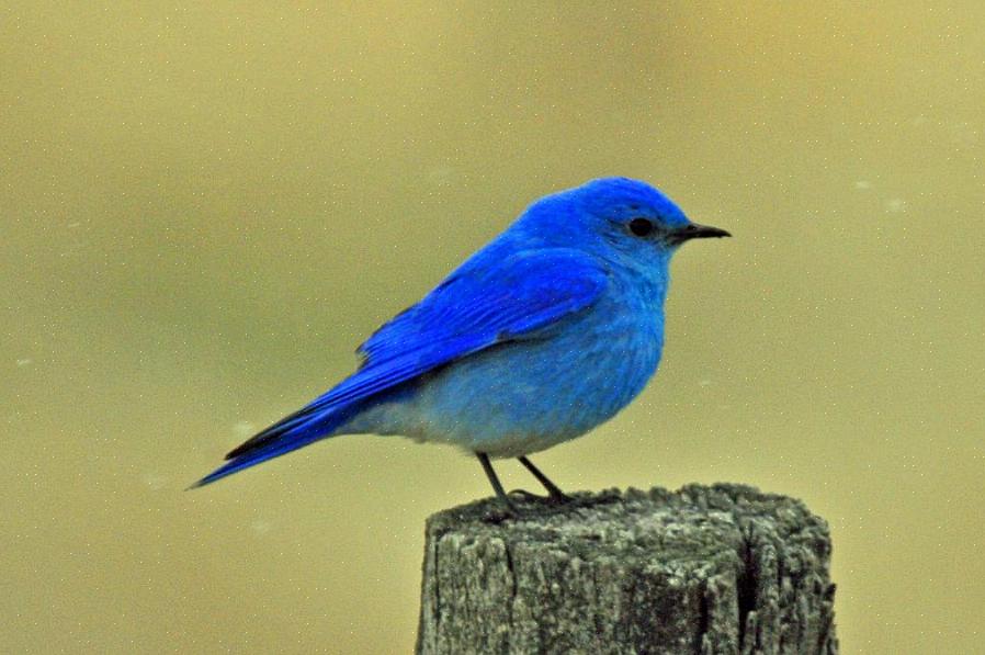 ציפורים כחולות מזרחיות שייכות למשפחת העופות טורדידה