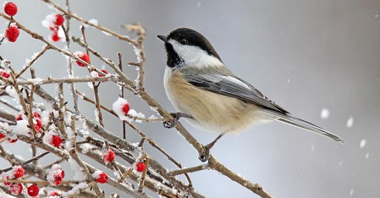 ציפורים אלה זקוקות למקורות מזון נאותים כדי להישאר בטוחים וחמים במהלך העונה הקרה הארוכה