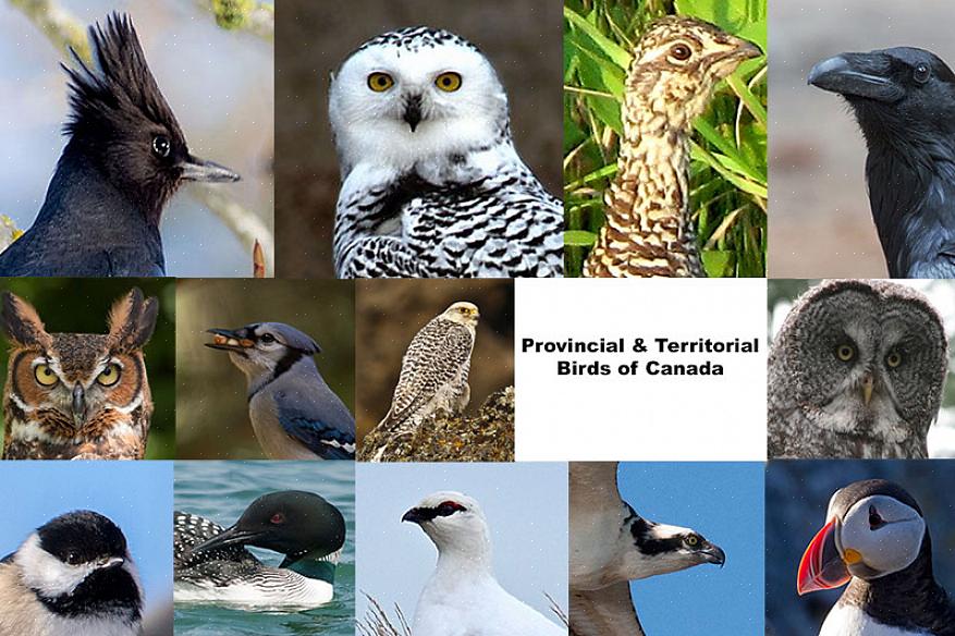 חוק פרלמנט יהיה צורך בכדי להכיר באופן רשמי בצ'יי האפור כציפור הלאומית של קנדה