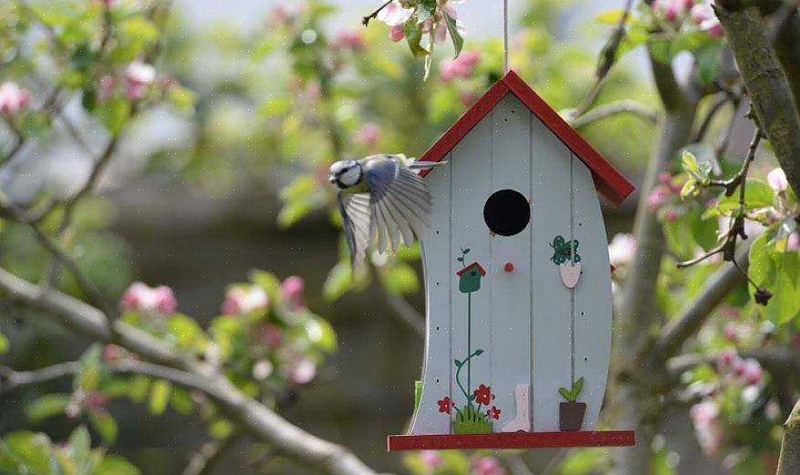 בדוק את הבעיות והפתרונות הנפוצים האלה כדי להיות בעל בית טוב יותר לציפורים