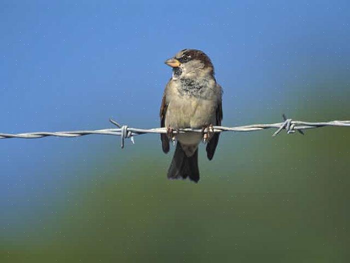 דרורי הבית עלולים לגרום לבעיות רבות עבור ציפורים מקומיות