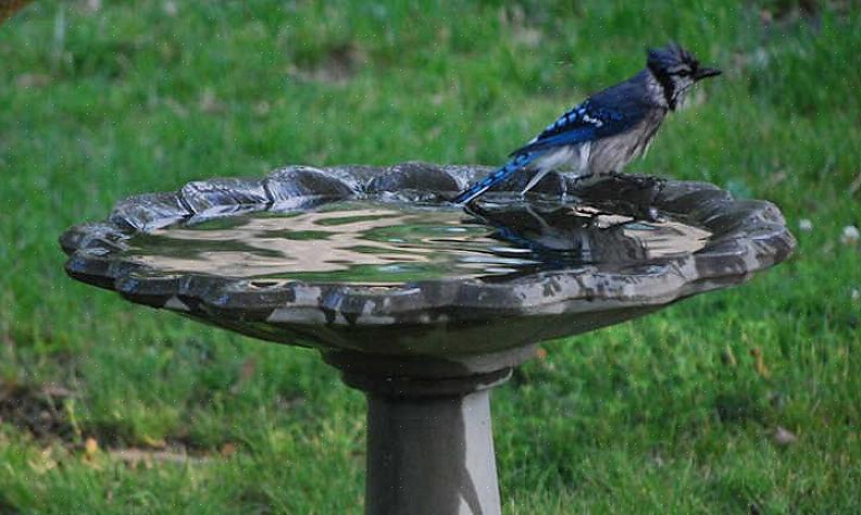 או קבץ כמה אמבטיות ציפורים זעירות כדי ליצור תכונת מים מאולתרת שתענה על צורכי ציפורים רבים יותר