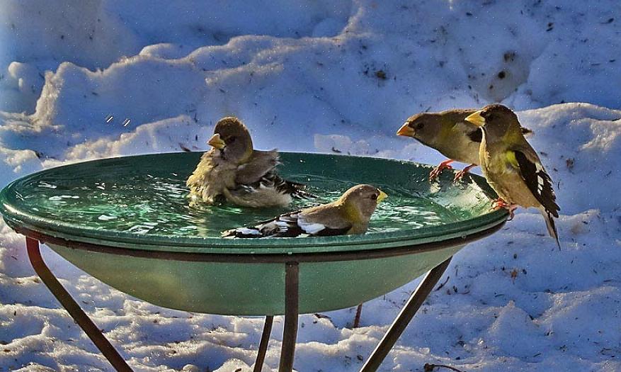 רוב הצפרים מניחים שכל אמבט של ציפורים מועיל