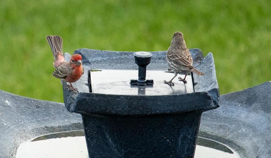 אמבטיות ציפורים צריכות להיות ממוקמות באזורים בטוחים ברמה שבהן הם לא צפויים להטות