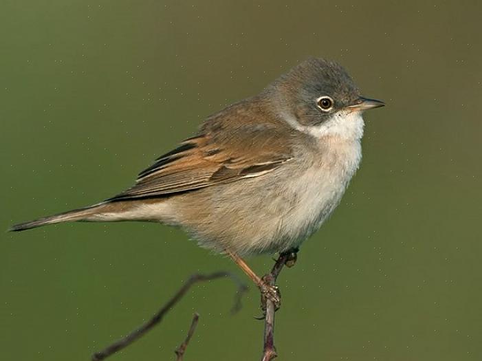 התבוננות מדוקדקת בציפורים מזמרות ותשומת לב לקולותיהן האינדיבידואליים יכולה להועיל לזיהוי נכון