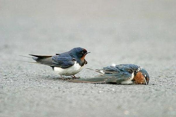 ישנם מינים רבים של ציפורים אשר ידוע כי הם יוצרים קשרים זוגיים חזקים לטווח ארוך שניתן להגדירם כזיווג לכל