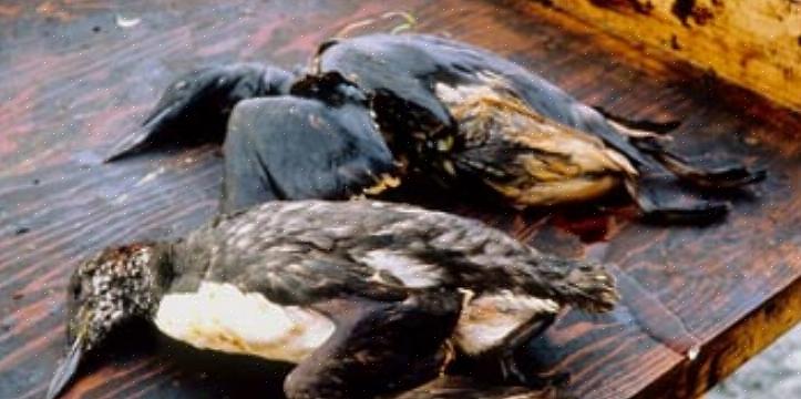 הבנת השפעת הנפט על ציפורים יכולה להעלות את המודעות עד כמה מסוכן כל דליפת נפט או זיהום דומה