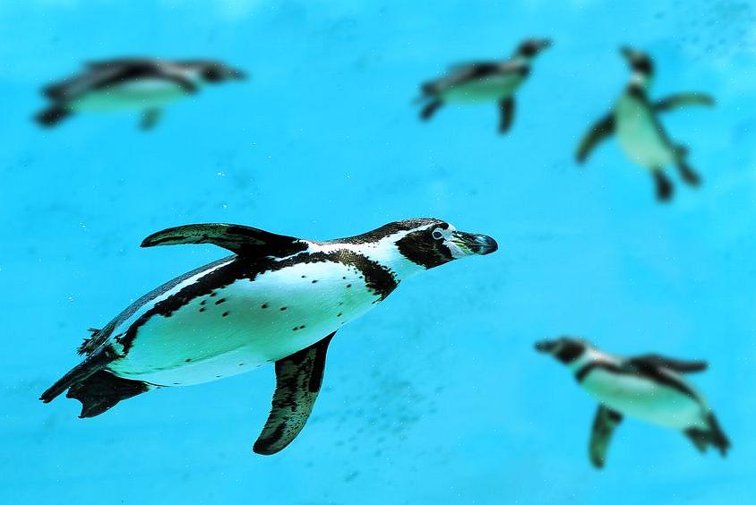 הפחתת זיהום מים ופסולת היא חיונית לשימור אספקת המזון של הפינגווינים