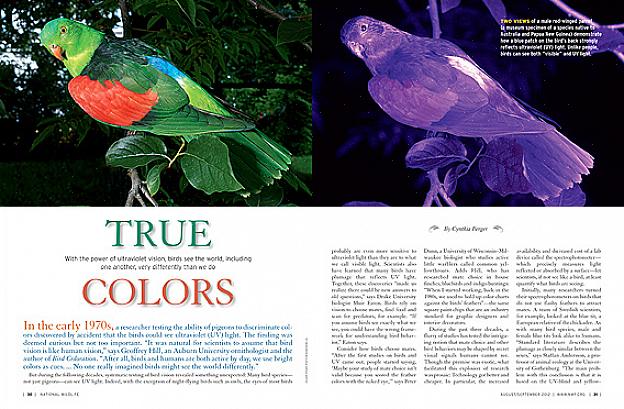 הבנת האופן שבו ציפורים רואות צבע יכולות לעזור לצפרים לנצל את החוש הזה כדי להעריך ולמשוך ציפורים טוב יותר