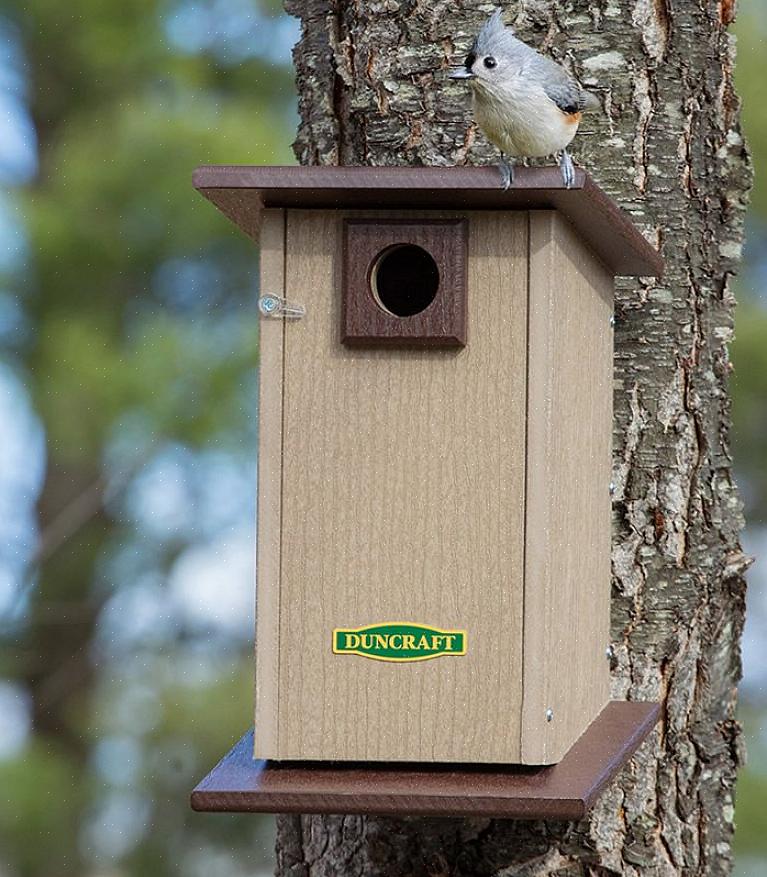 מתן מקלט טבעי בחצר האחורית הוא דרך אידיאלית למשוך ציפורים לסביבה בטוחה ובטוחה