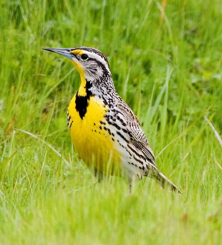 כרי דשא מערביים אינם עופות נפוצים בחצר האחורית אלא יבקרו בחצרות באזורים כפריים וחקלאיים