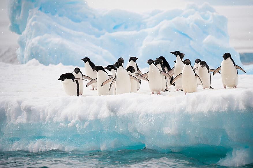 ניתן למצוא פינגווינים פראיים בארבע יבשות שונות אם צפרים יודעים היכן ביבשות האלה כדי לזהות אותם