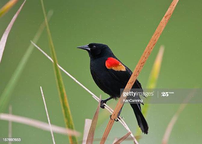 גם לציפור השחורה האדומה כנפיים יש שחור שחור משולש חד