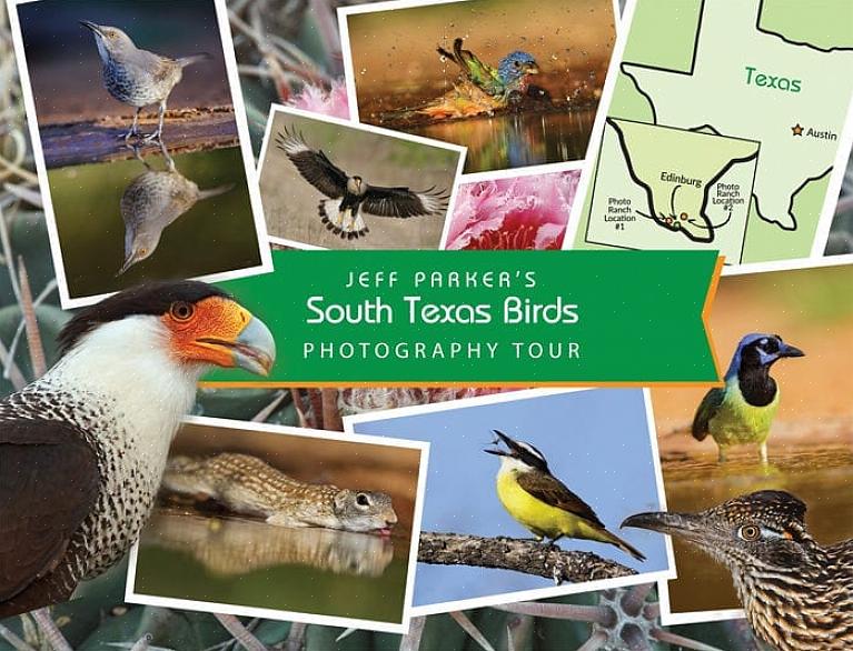 זה הופך עופות רבים בדרום טקסס למיני יעד פופולריים עבור צפרים מבקרים