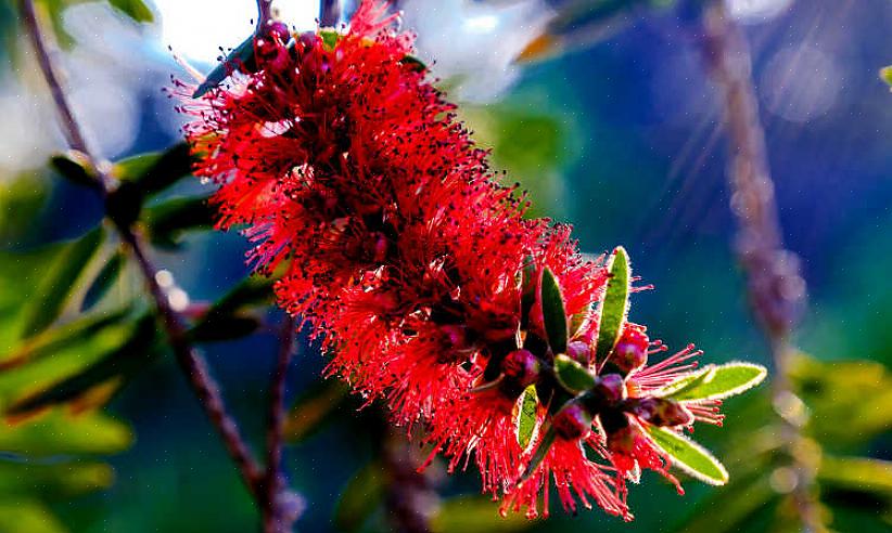 או Callistemon viminalis