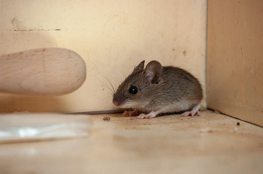 בדקו אם קיימים מים עומדים ובלאגן אשר יכולים גם לספק לעכברים מקומות מסתור
